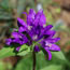 Campanula glomerata Odessa